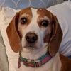 beaglemom152